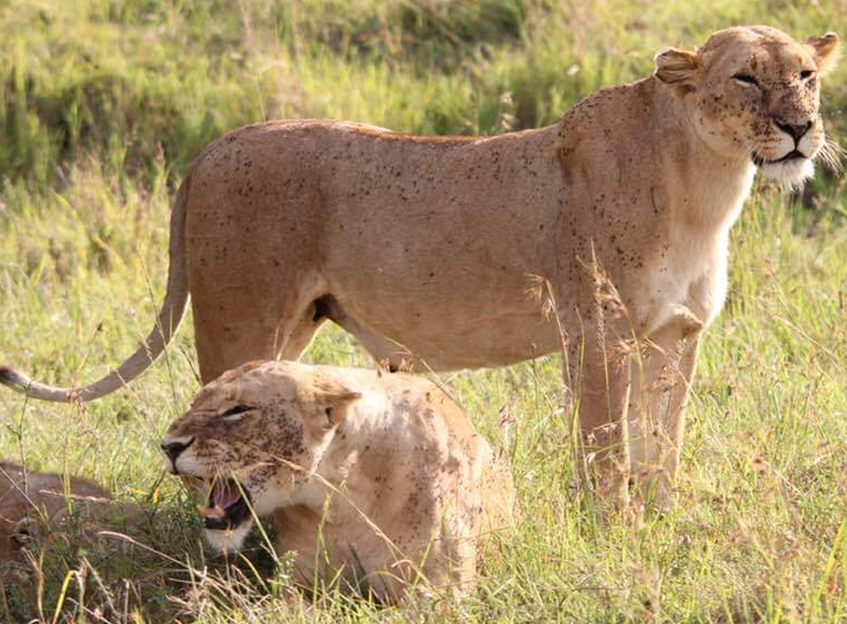 Chui Safari