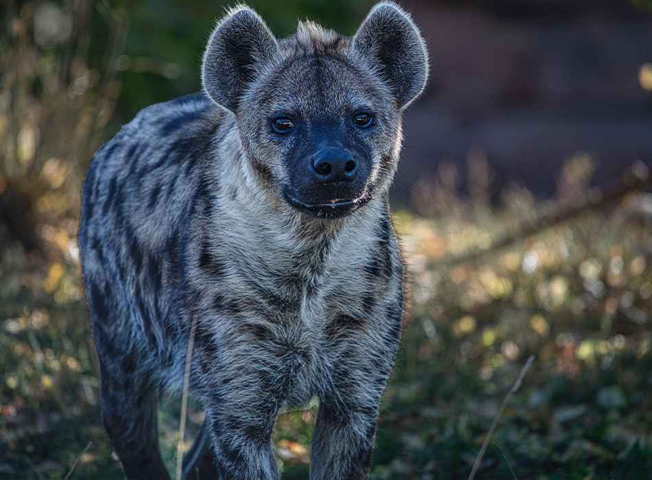 Chui Safari