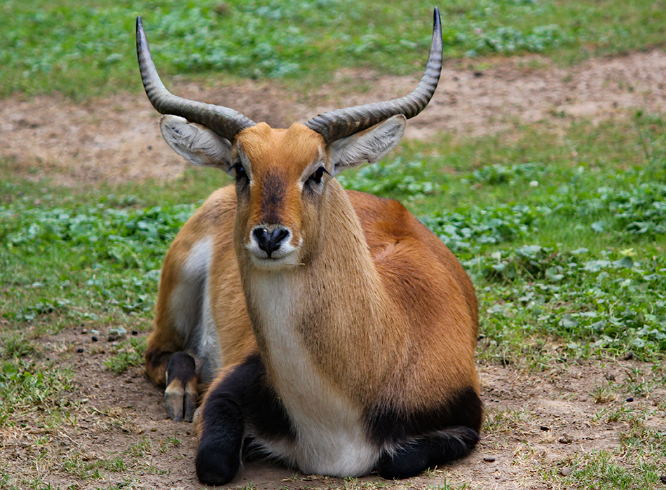 Chui Safari