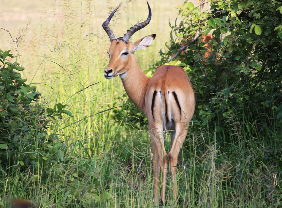 Chui Safari