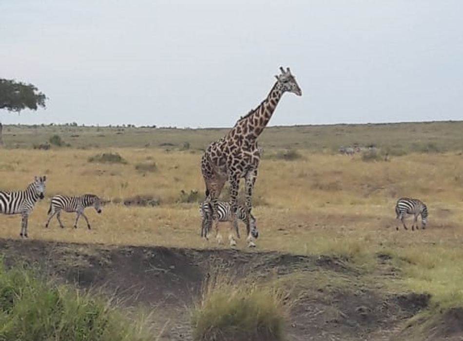 Chui Safari